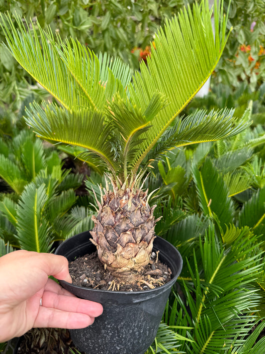 Cycas Revoluta