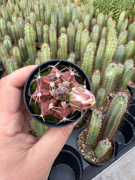 Gymnocalycium mihanovichii ‘Red Moon’