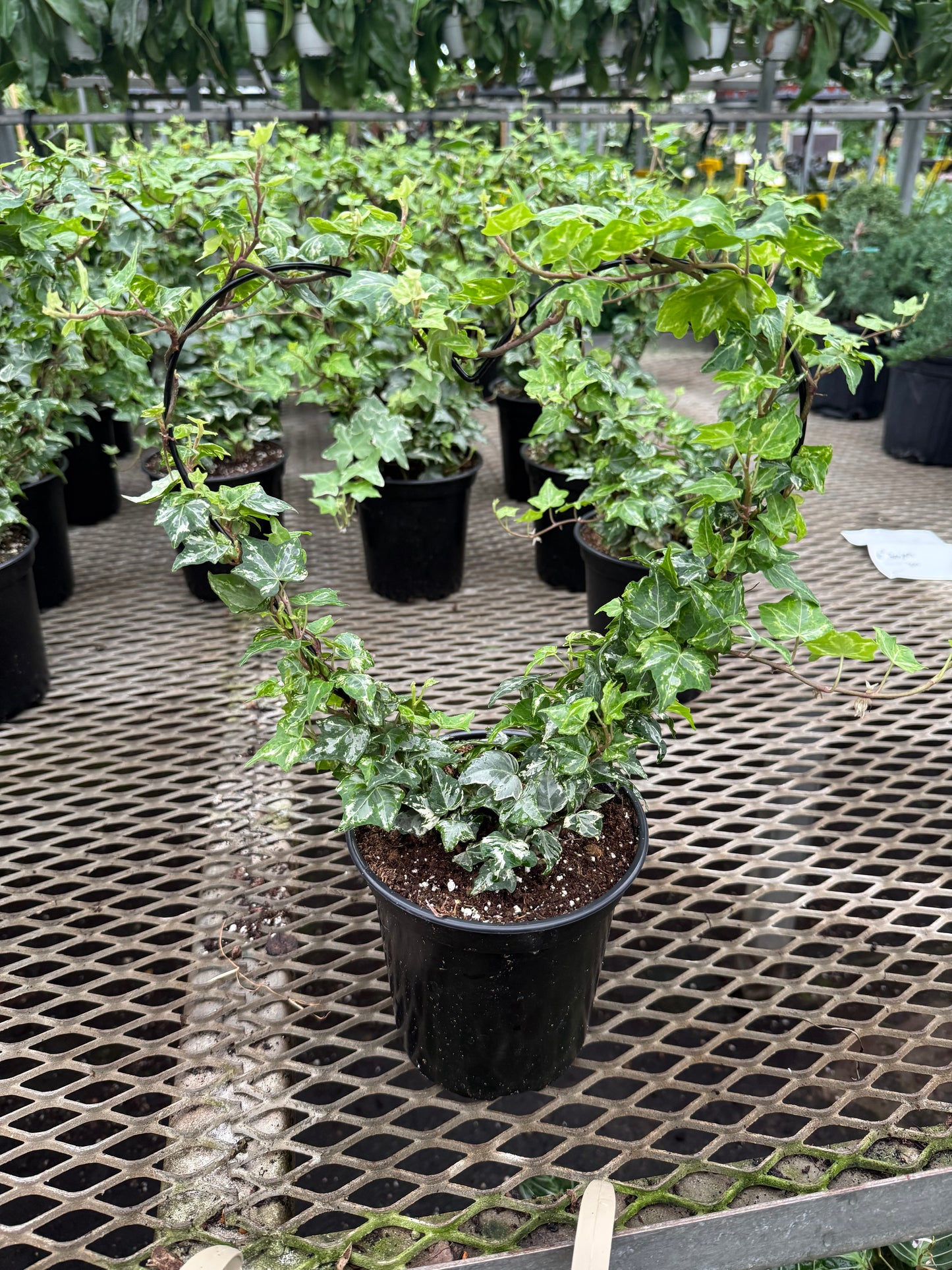 Ivy ‘Heart Topiary’