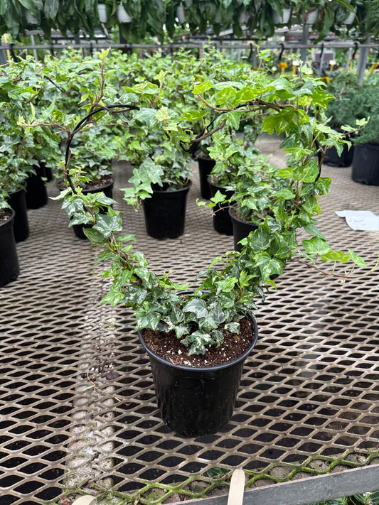 Ivy ‘Heart Topiary’