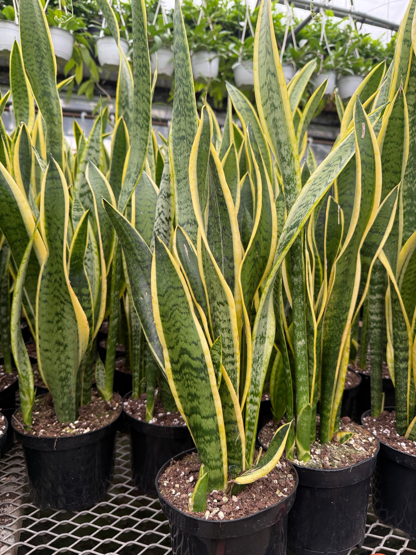 Sansevieria ‘Laurentii’