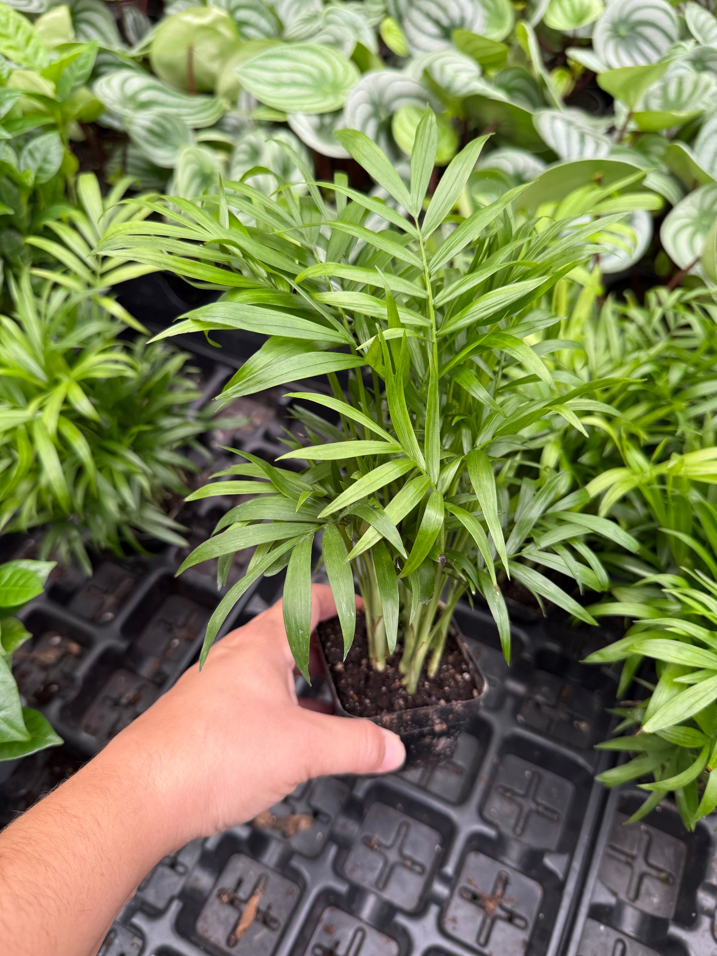 Palm Neanthe Bella