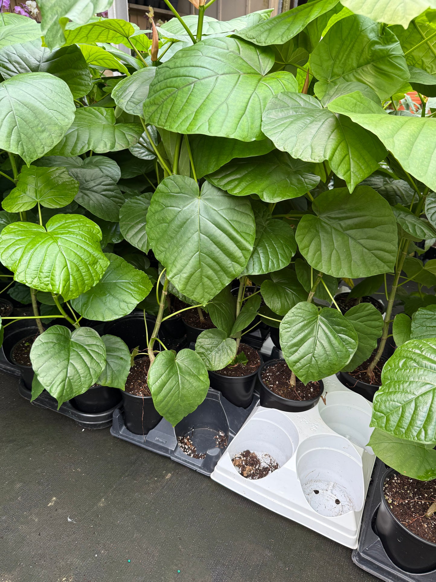 Ficus Umbellata