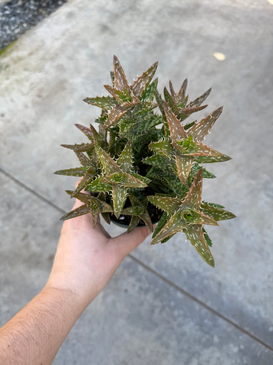 Aloe Juvenna
