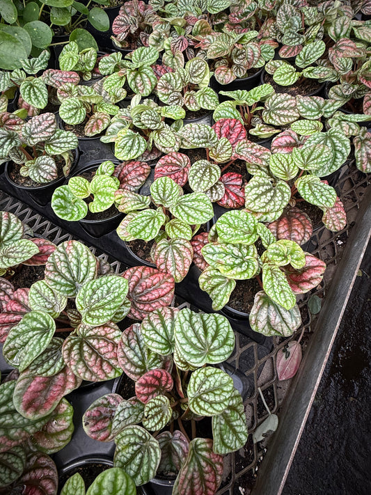 Peperomia ‘Burbella Red’