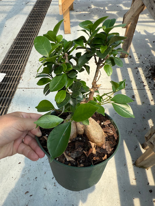Ficus ginseng