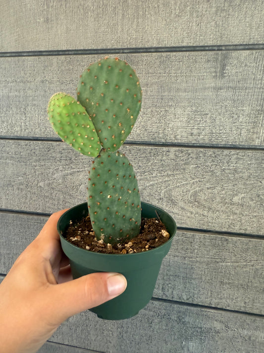 Opuntia microdasys