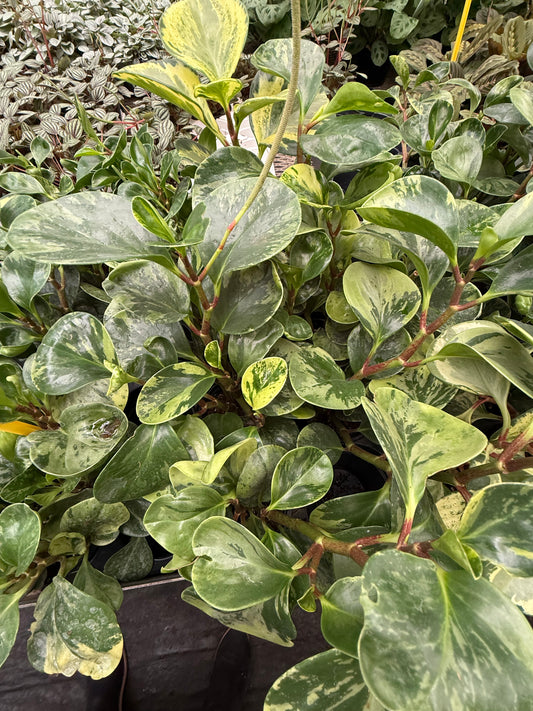 Peperomia Marble