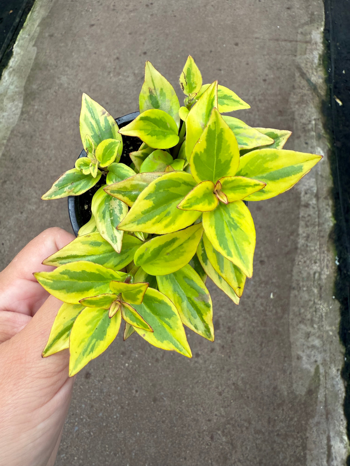 Nematanthus gregarius ‘Aura Gold’