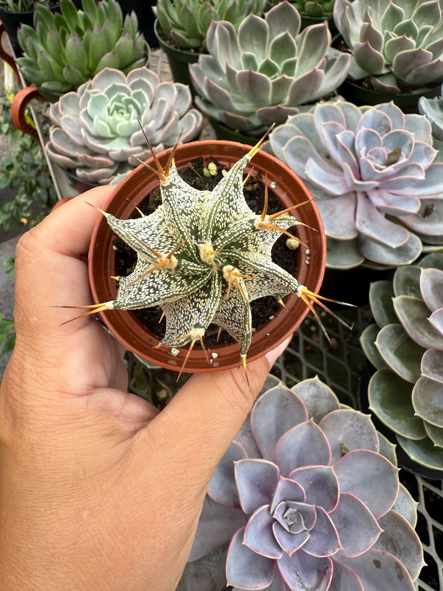 Astrophytum Ornatum