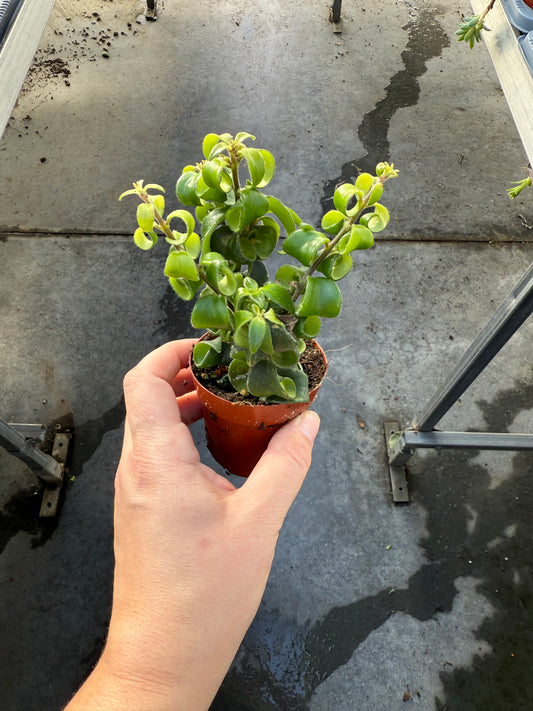 Aeschynanthus Mona Lisa- Rasta Lipstick Plant