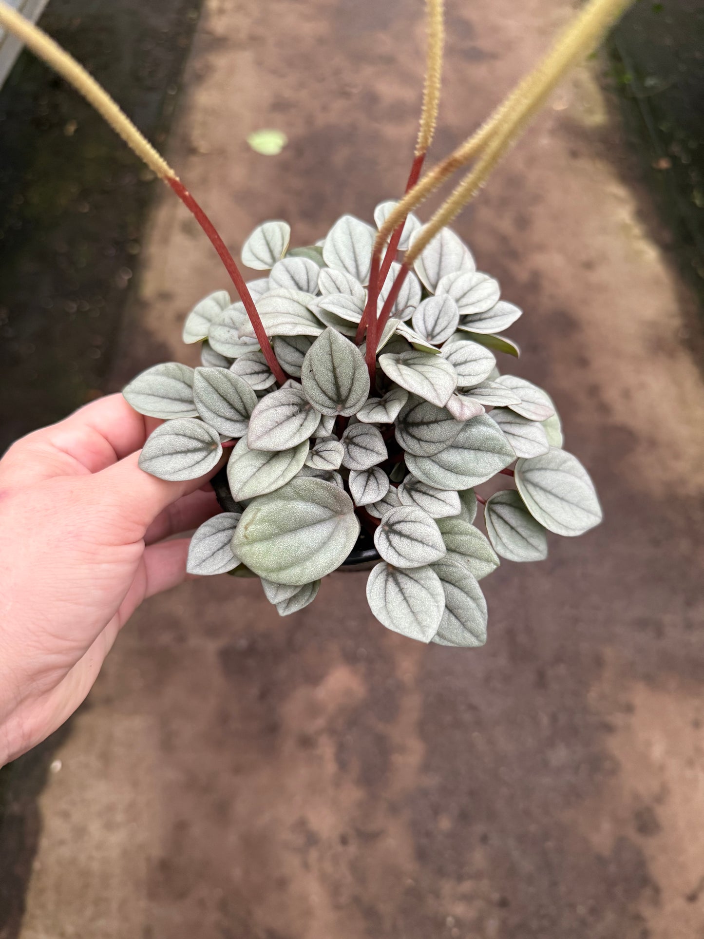 Peperomia “Napoli Nights”