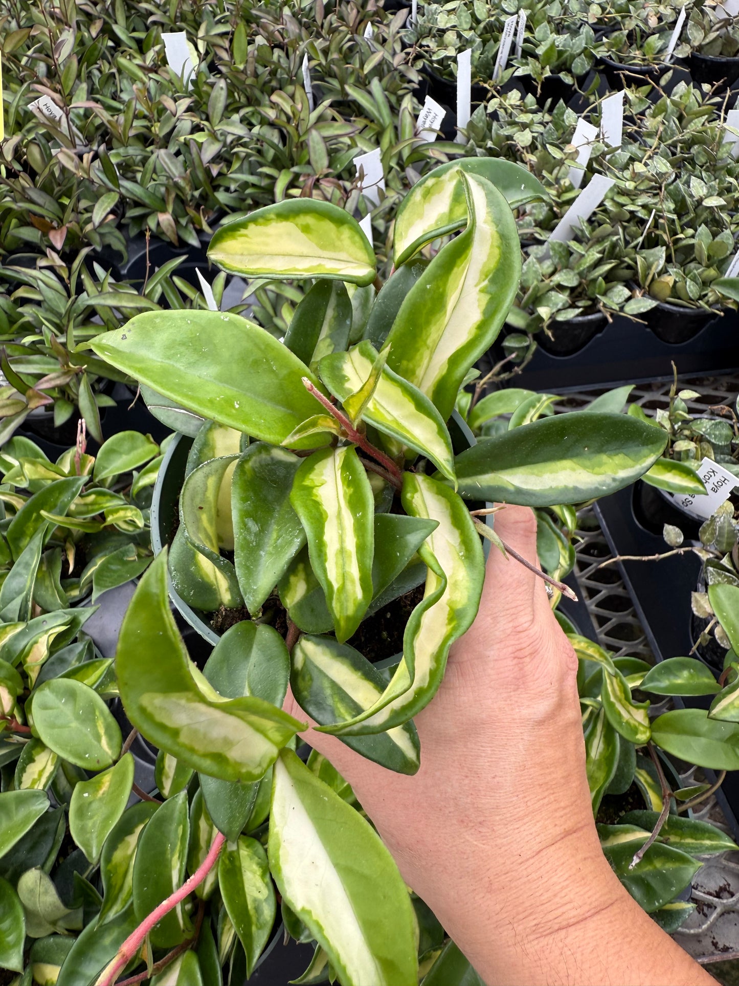 Hoya Carnosa ‘Tricolor’