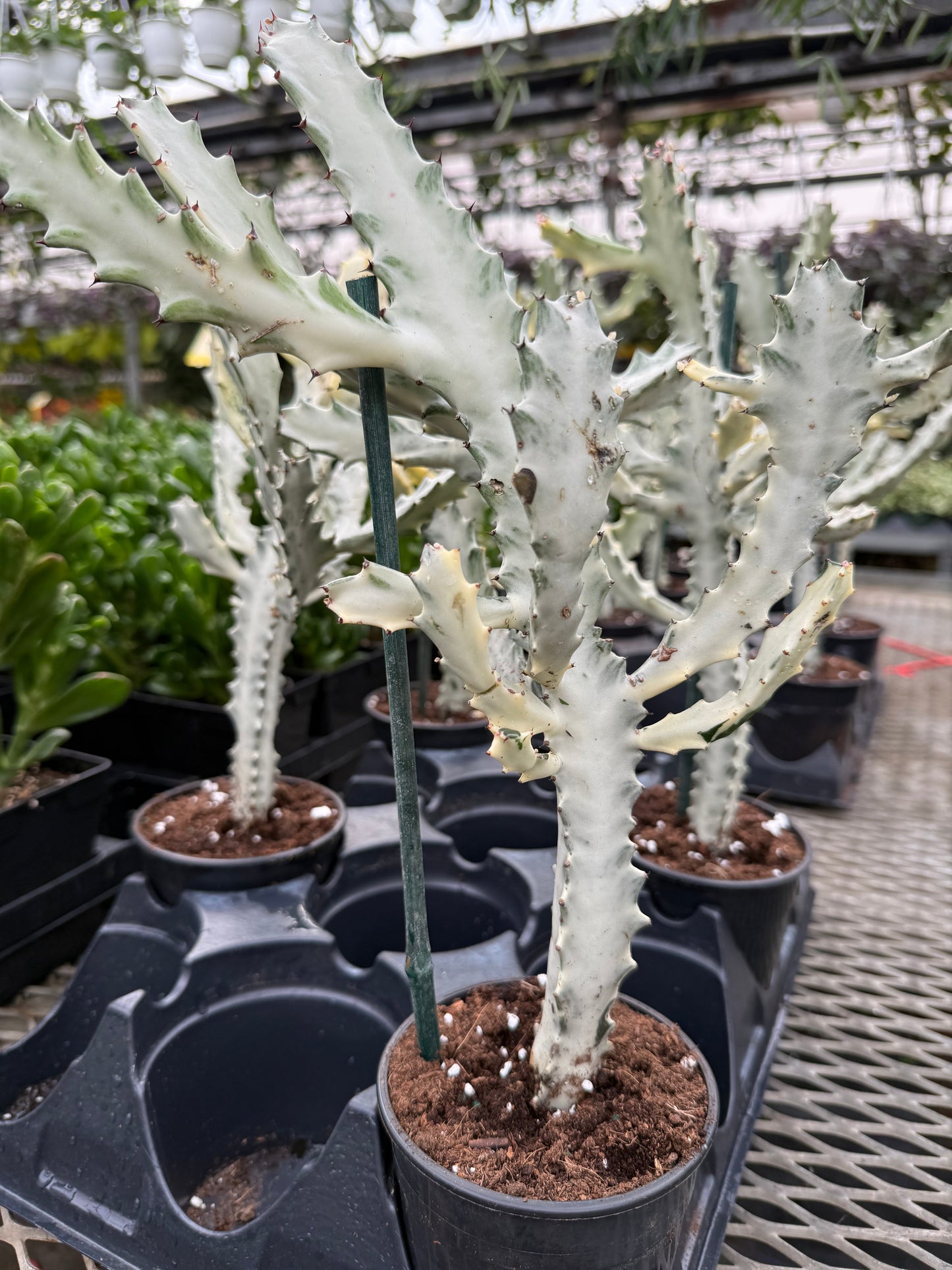 Euphorbia Ghost- White