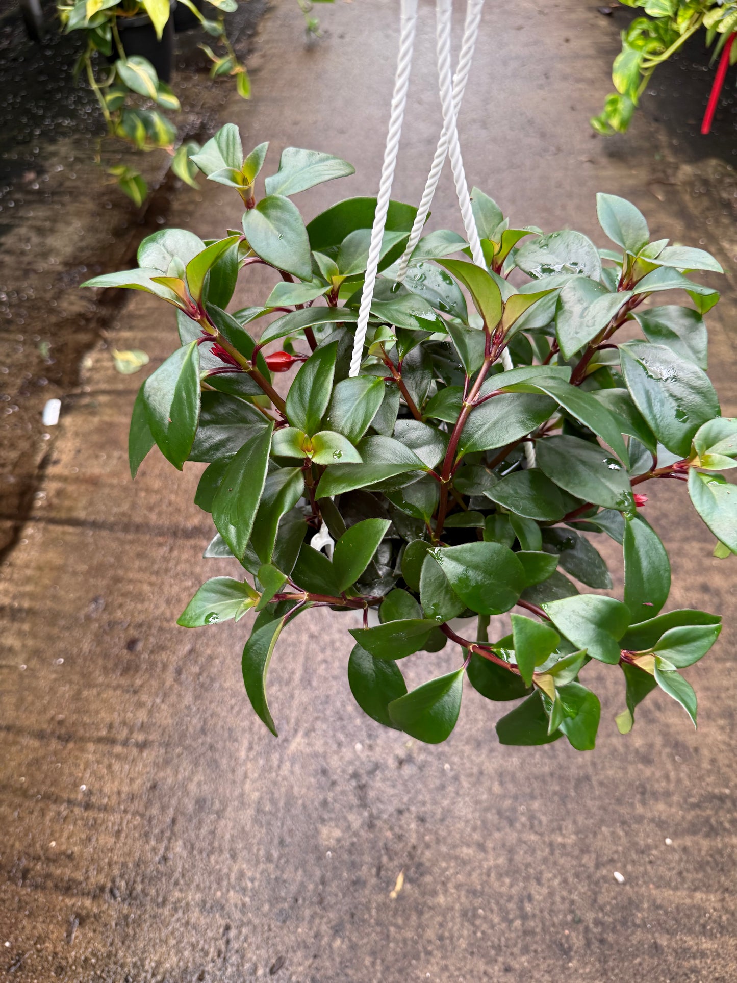 Columnea gloriosa