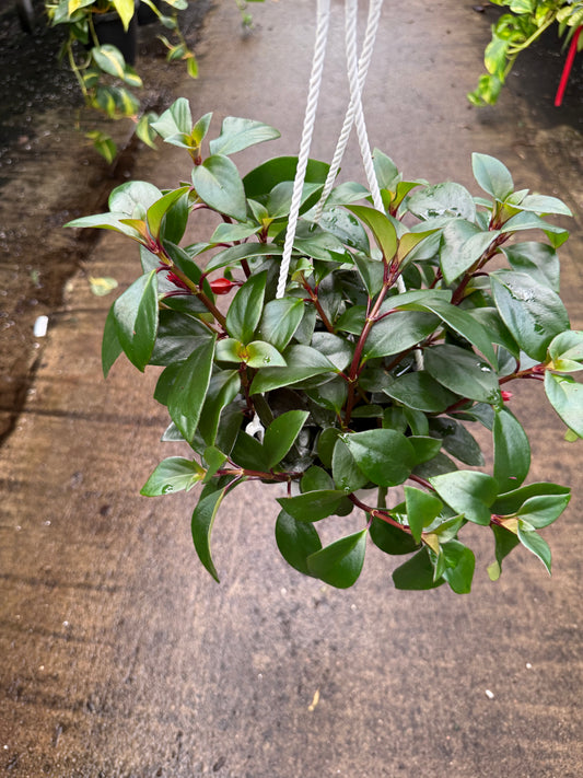 Columnea gloriosa