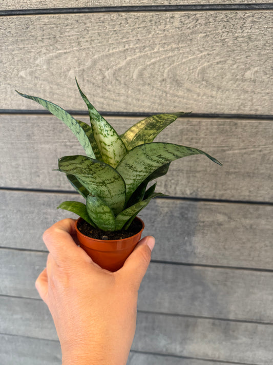 Sansevieria – Snake Plant