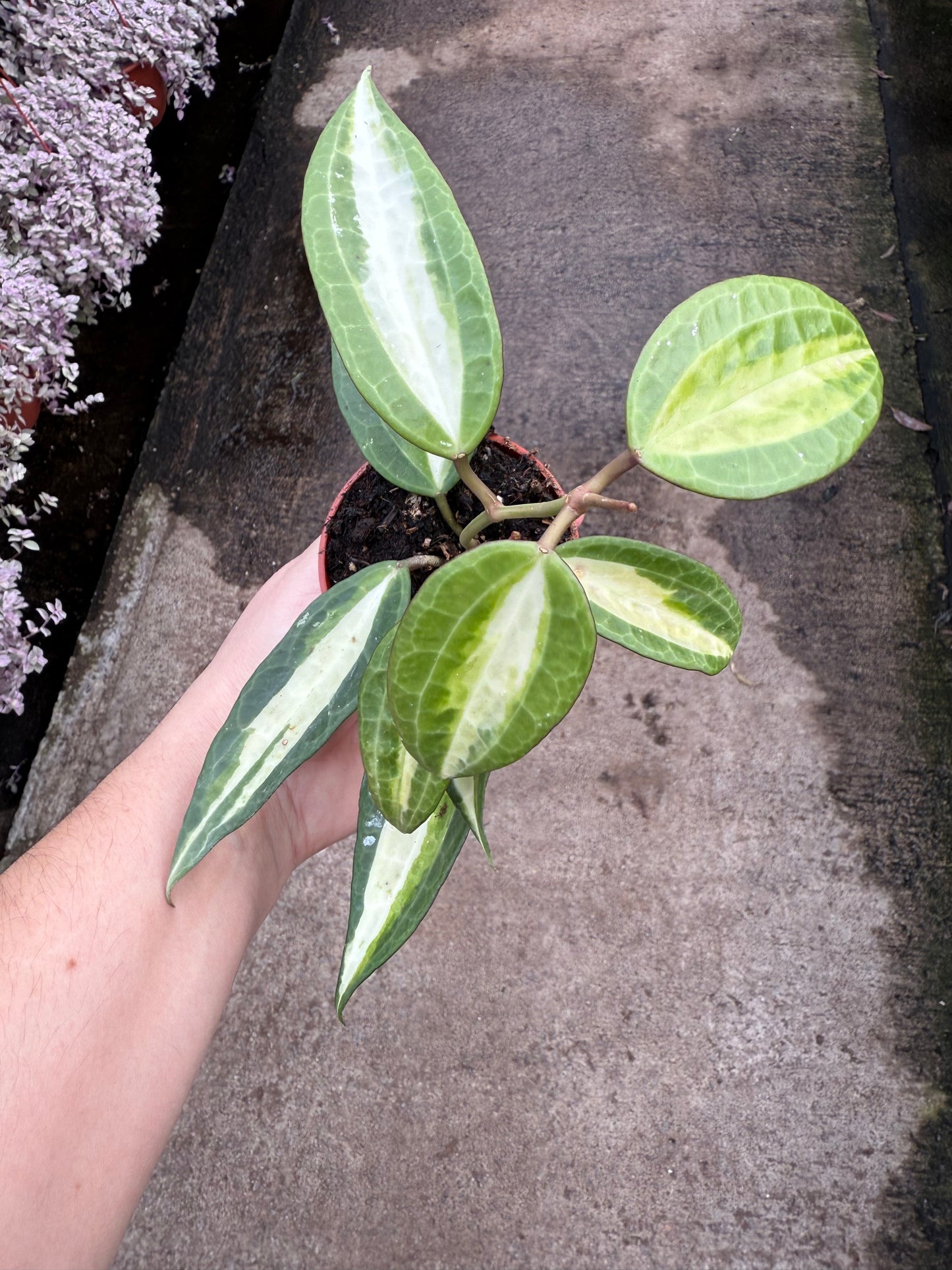Hoya ‘Pot of Gold’