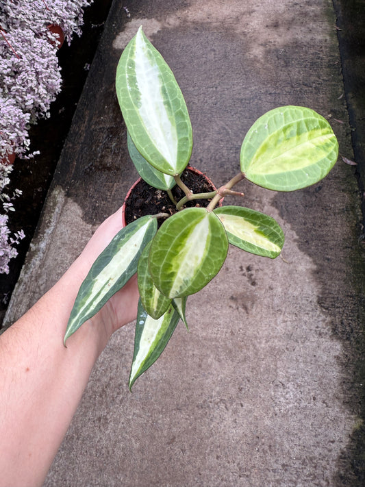 Hoya ‘Pot of Gold’