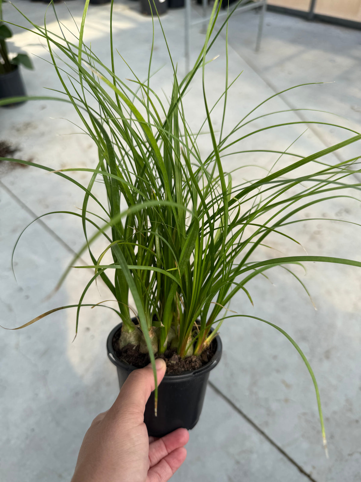 Beaucarnea recurvata (multi-troncs)