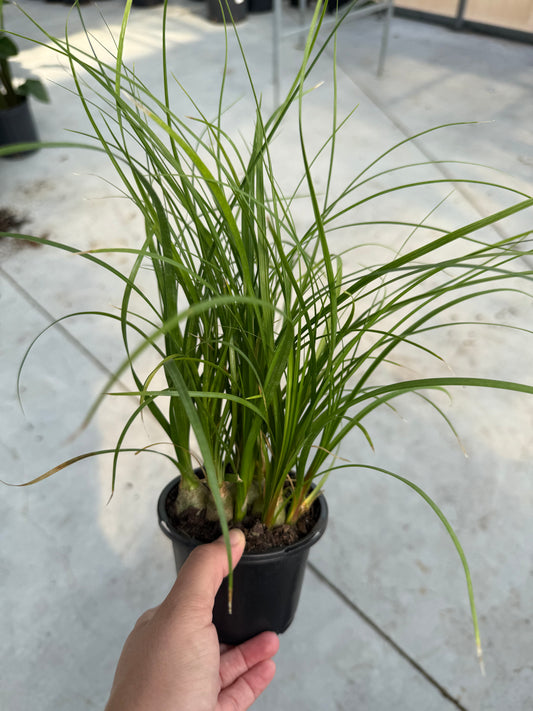 Beaucarnea recurvata (multi)