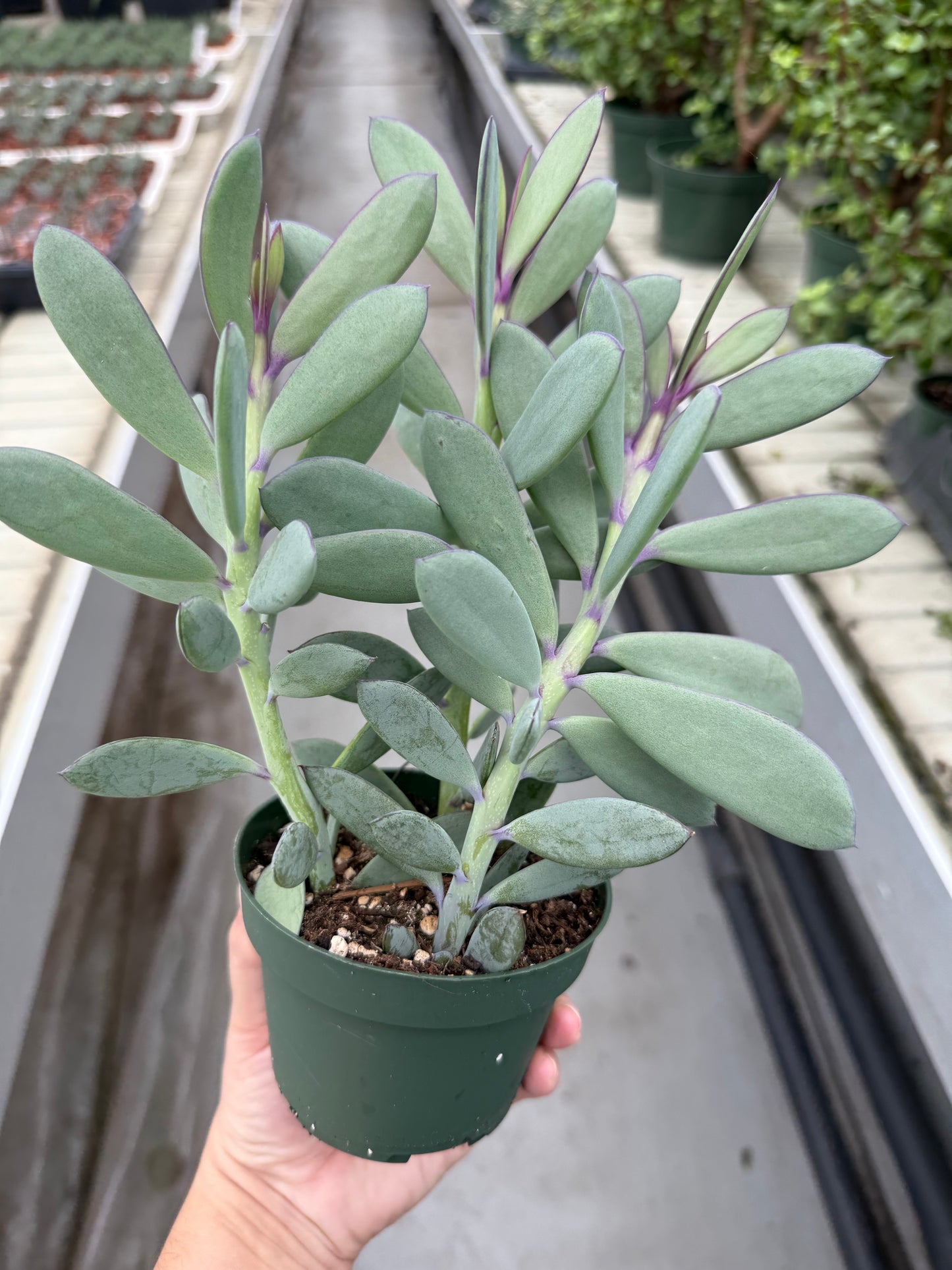 Senecio Crassissimus