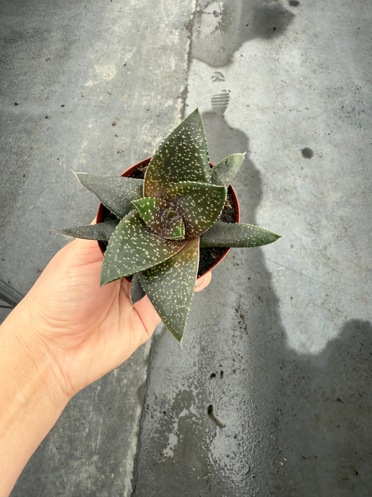 Haworthia Hippo