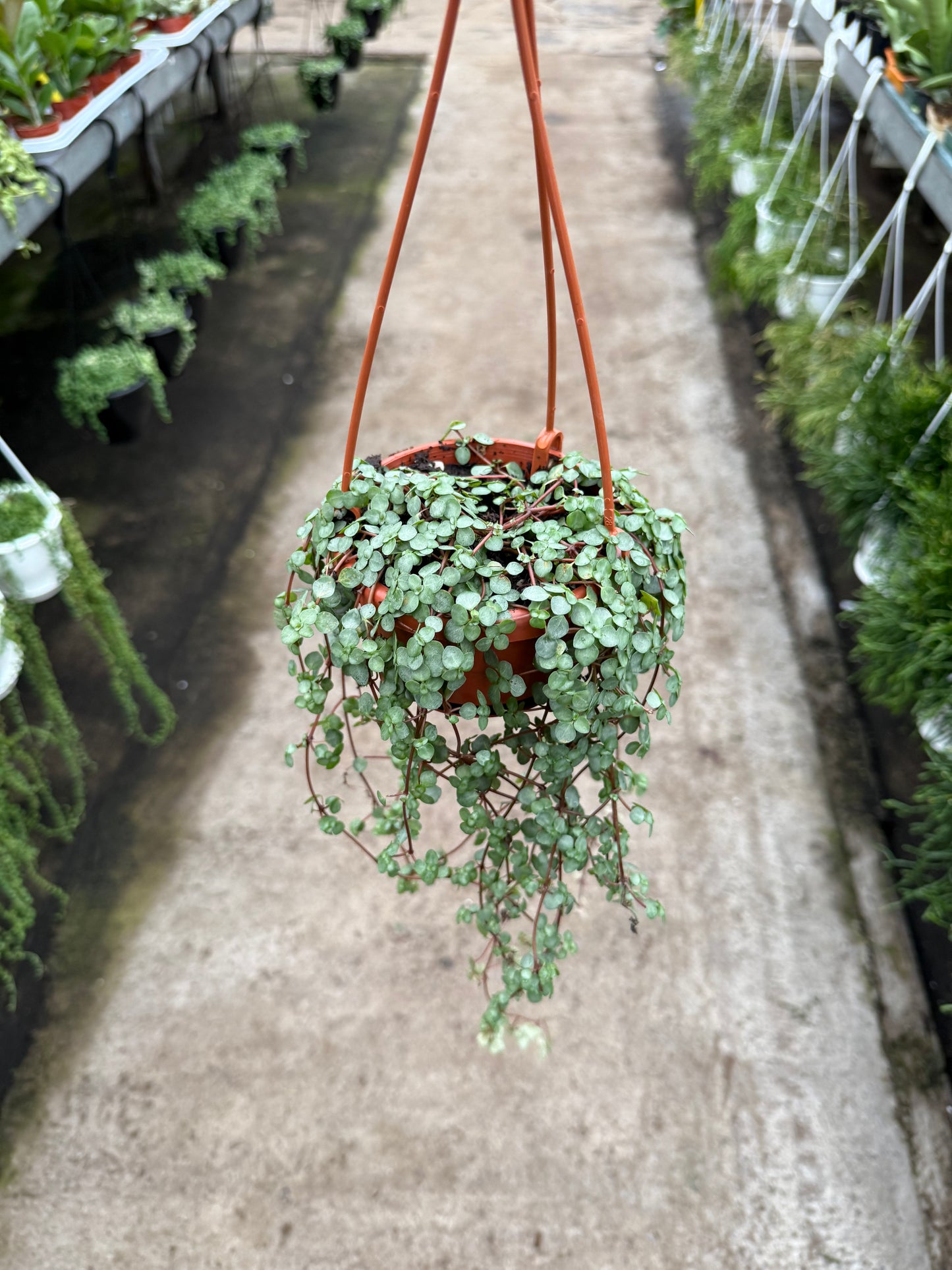 Pilea Glauca