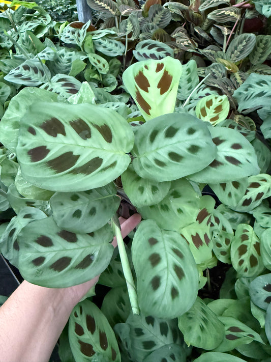 Maranta ˋVert’