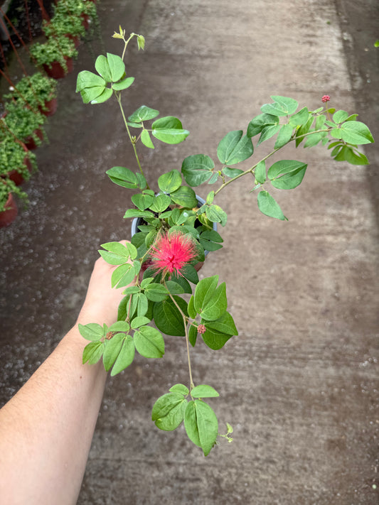 Calliandra