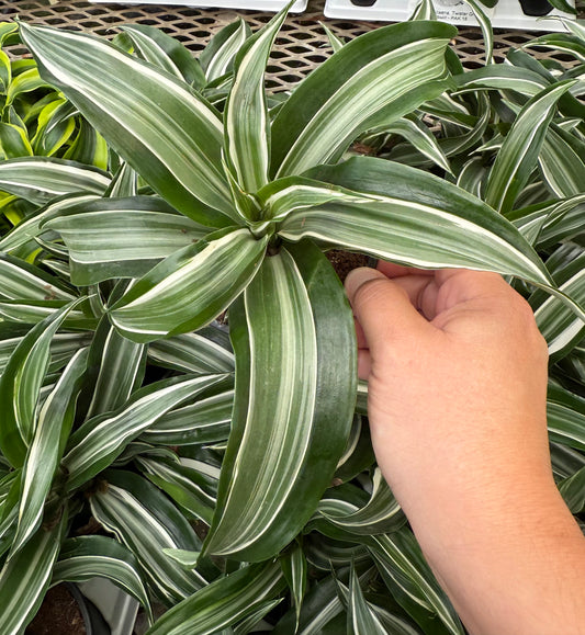 Dracaena ‘White Surprise'