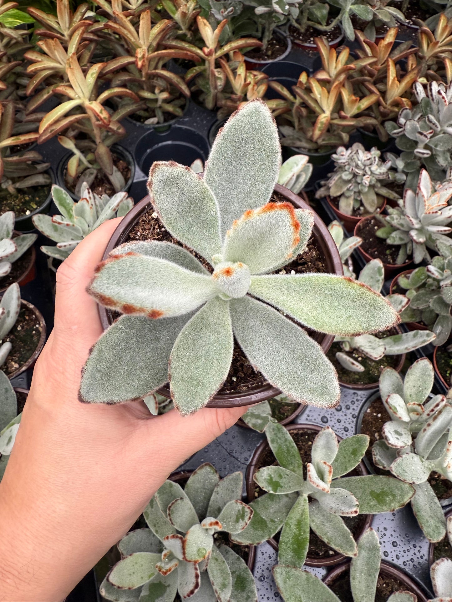 Kalanchoe Tomentosa