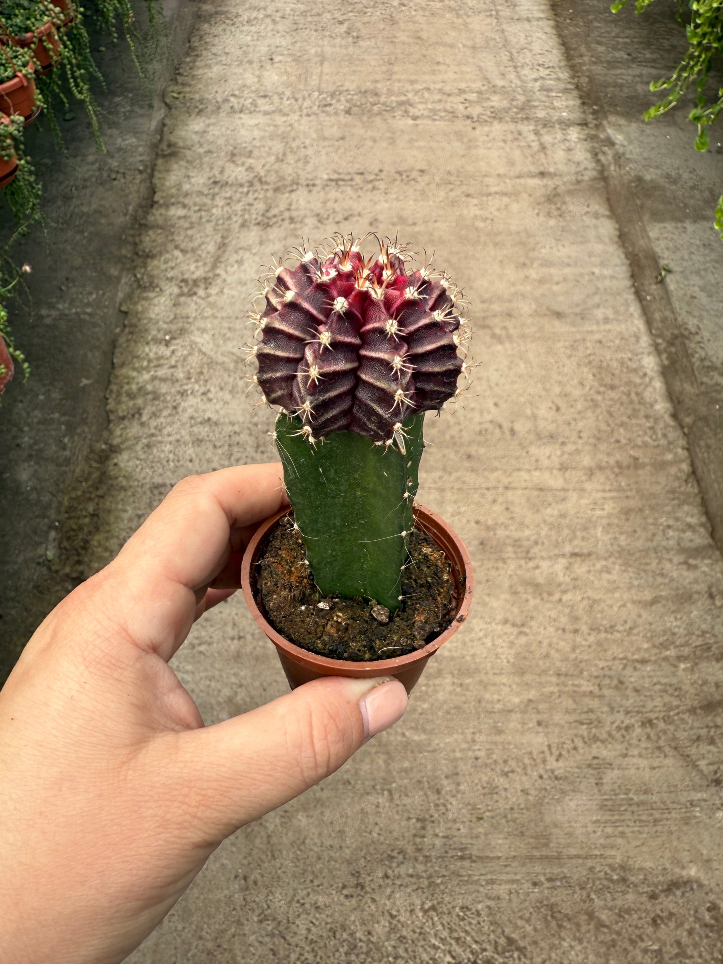 Cactus- Grafted