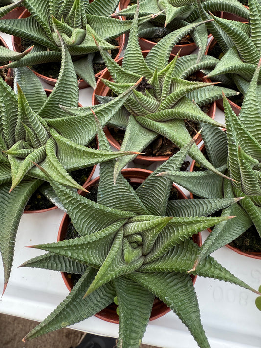 Haworthia Limifolia