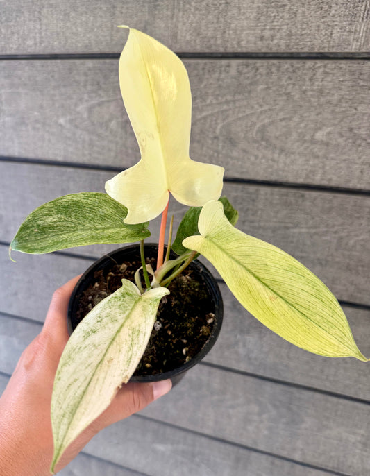 Philodendron “Florida Ghost”
