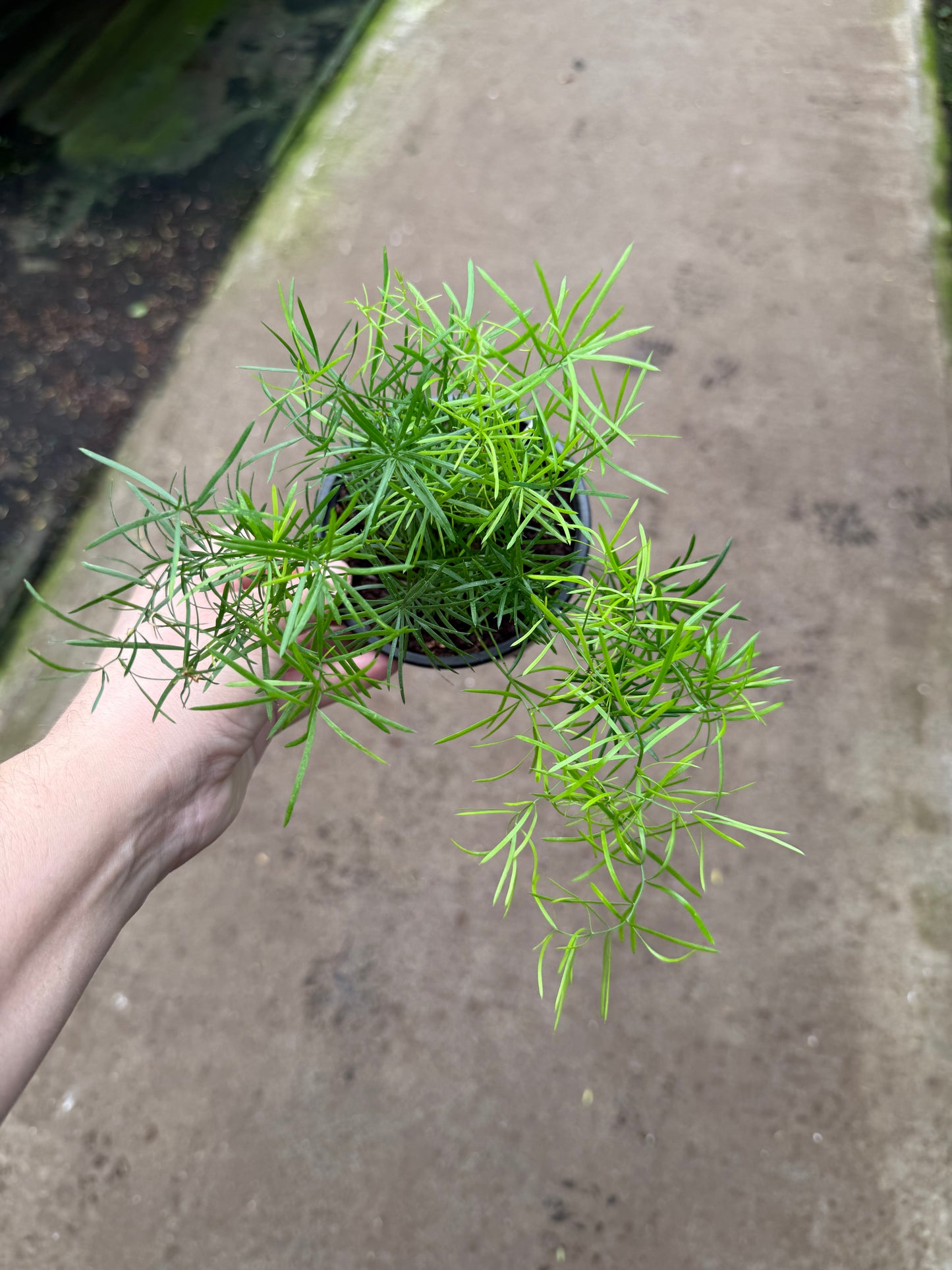 Asparagus densiflorus ‘Sprengeri’