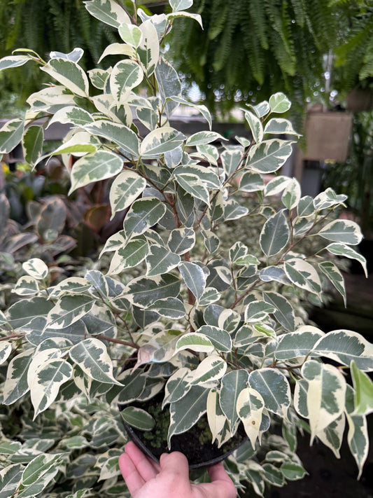 Ficus benjamina ‘Panaché’