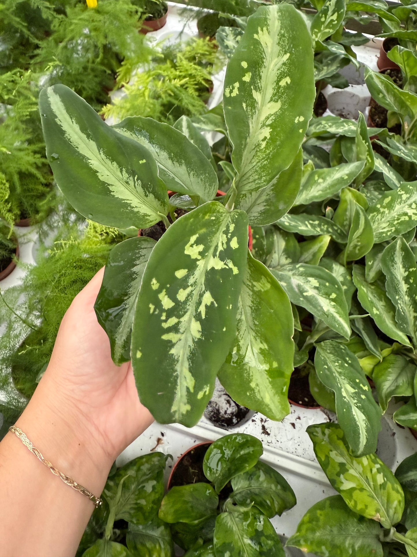 Aglaonema ‘Bi Color’