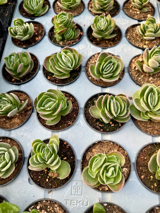 Crassula Tomentosa