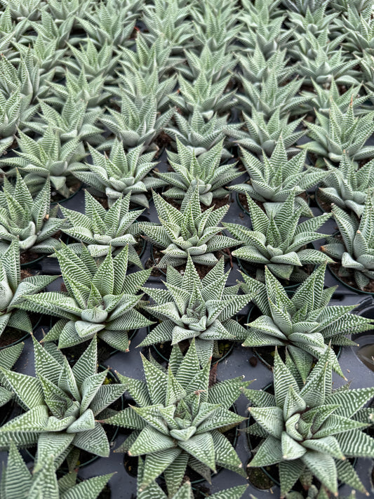 Haworthia “Miami”