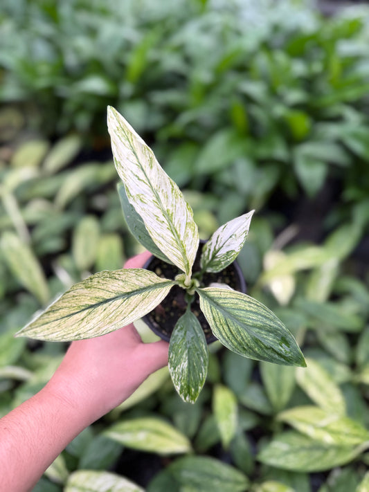 Spathiphyllum Variegata ‘Mojo’