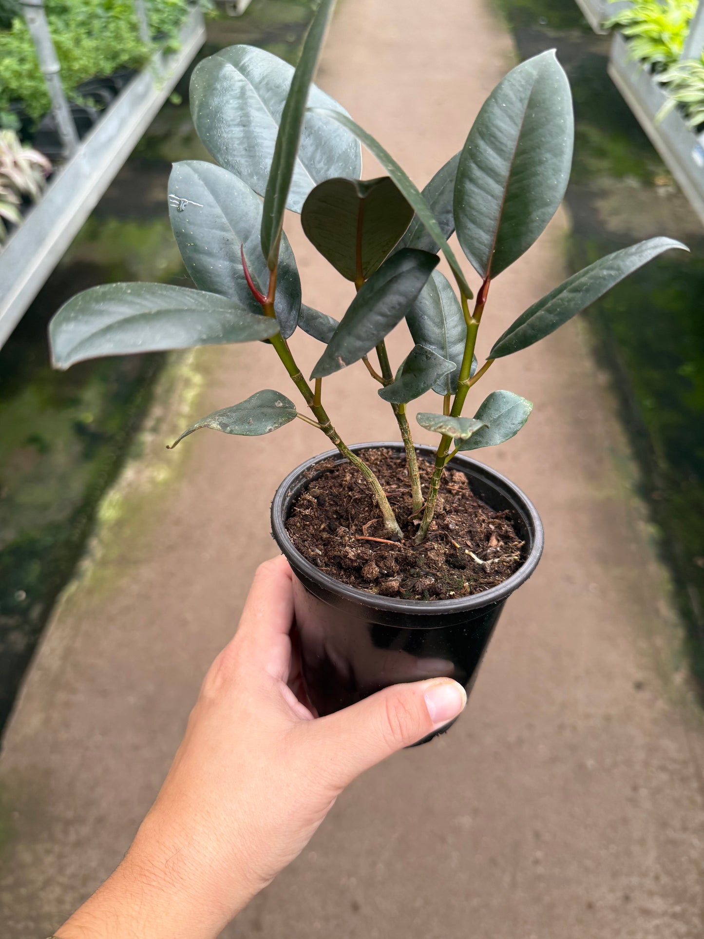 Ficus Elastica 'Burgundy'