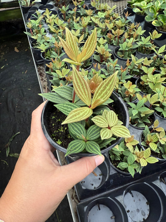 Peperomia caperata ‘Iron Cross’