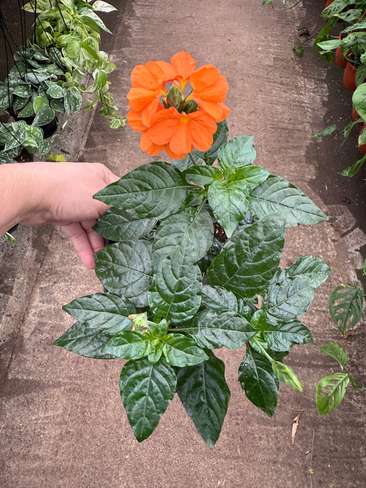Crossandra