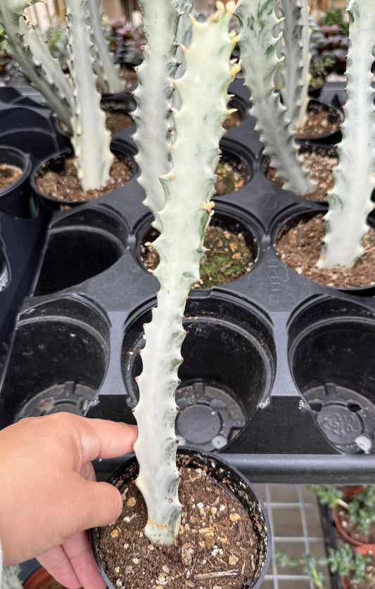 Euphorbia Ghost- White