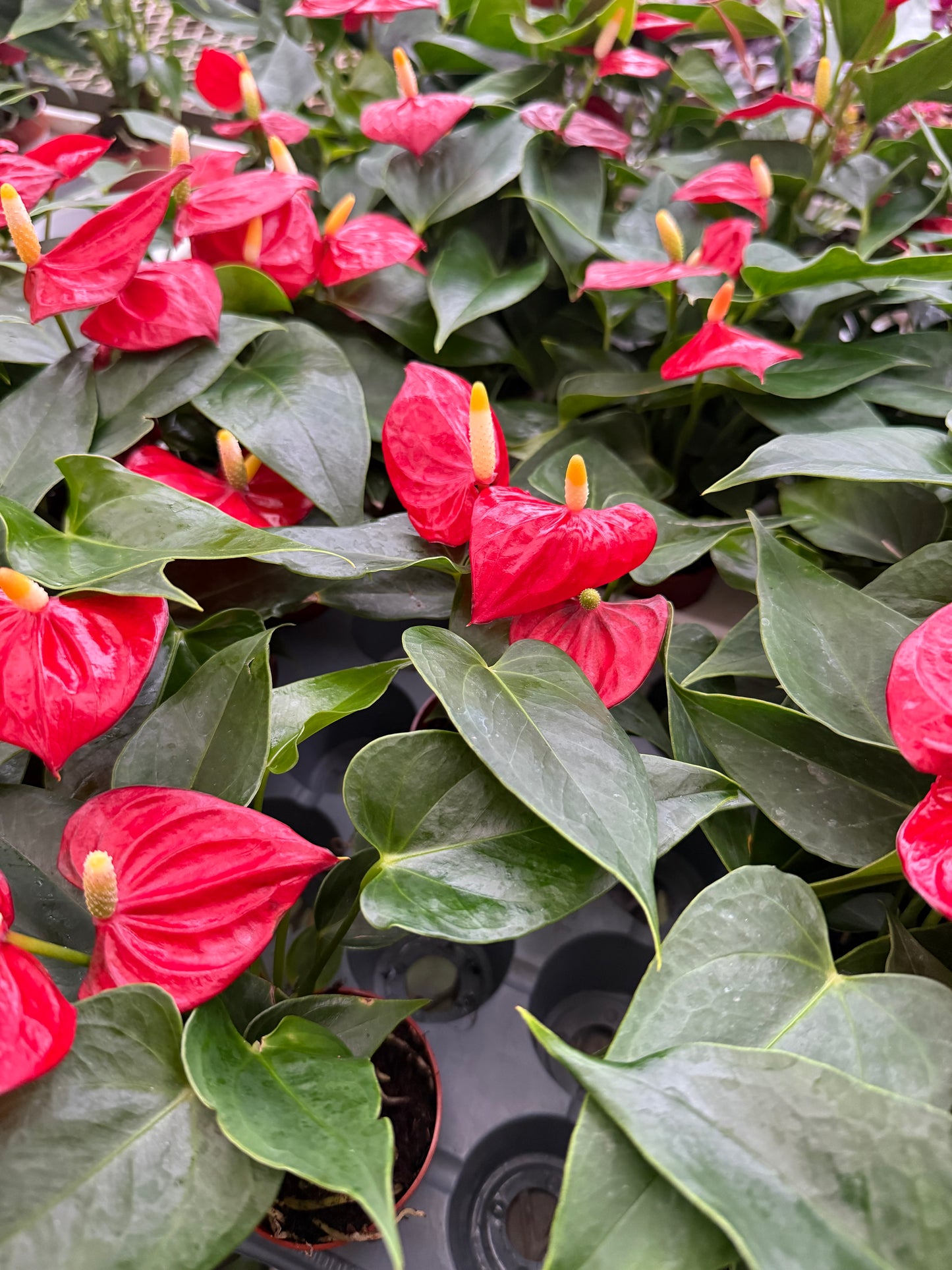 Anthurium Andreanum