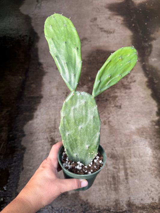 Opuntia Ficus Indica