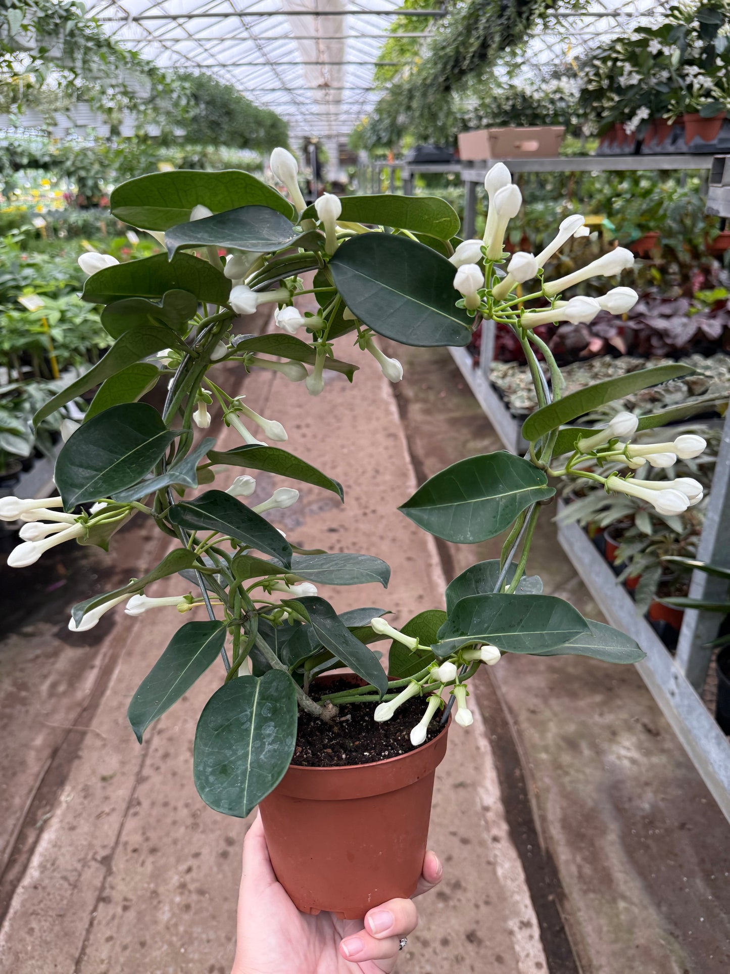 Stephanotis Treillis ‘Madagascar Jasmine’