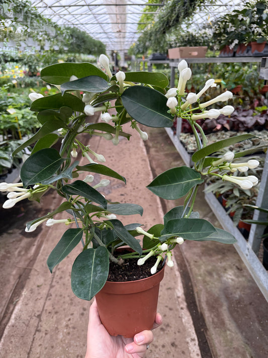 Stephanotis Treillis ‘Madagascar Jasmine’