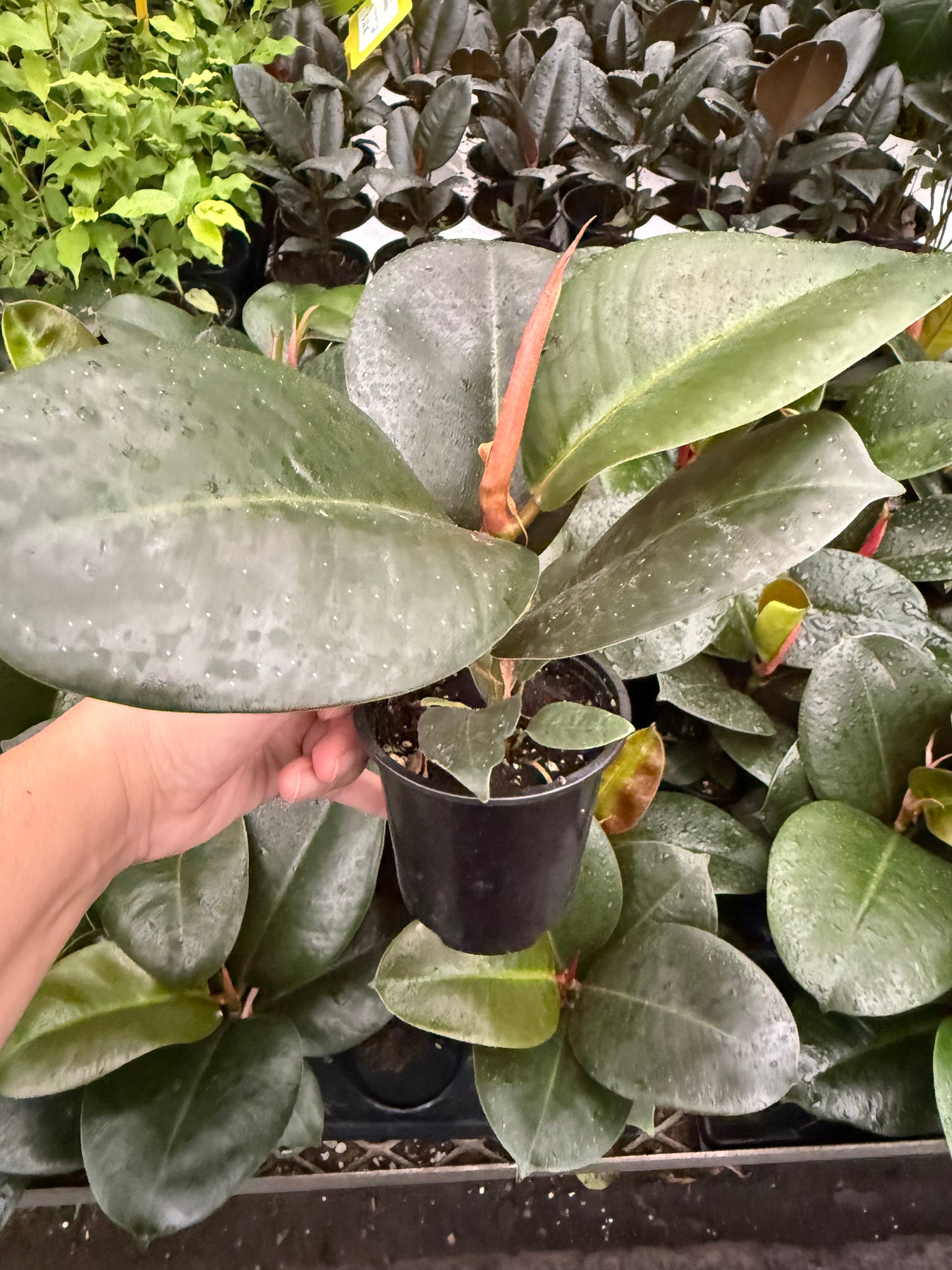Ficus Sofia
